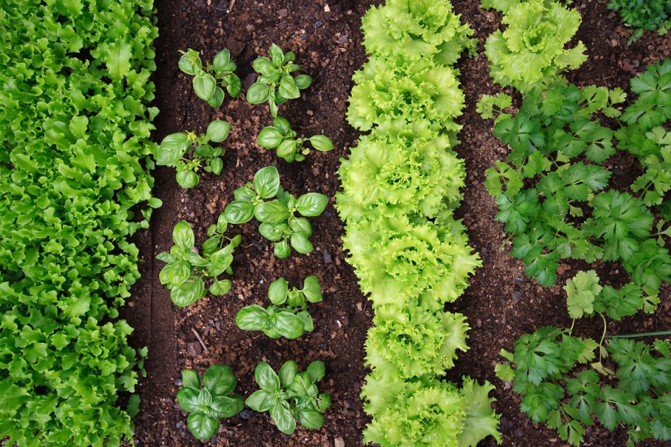 A garden with rows of lettuce, basil, and cilantro.