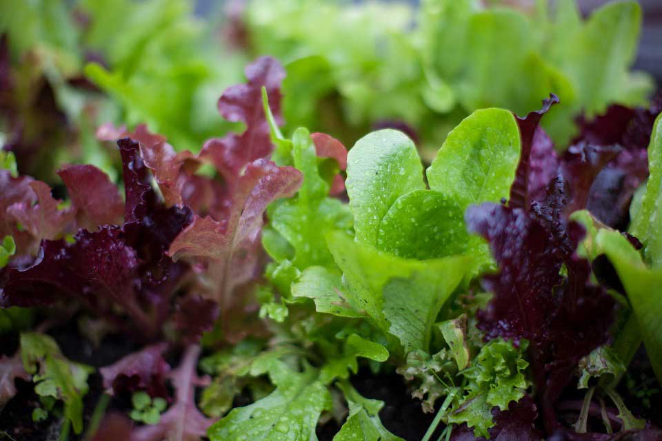 red and green baby lettuce.